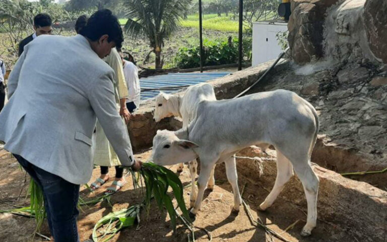 A very Spiritual Jitendra Joshi feeding fodder to the Calves